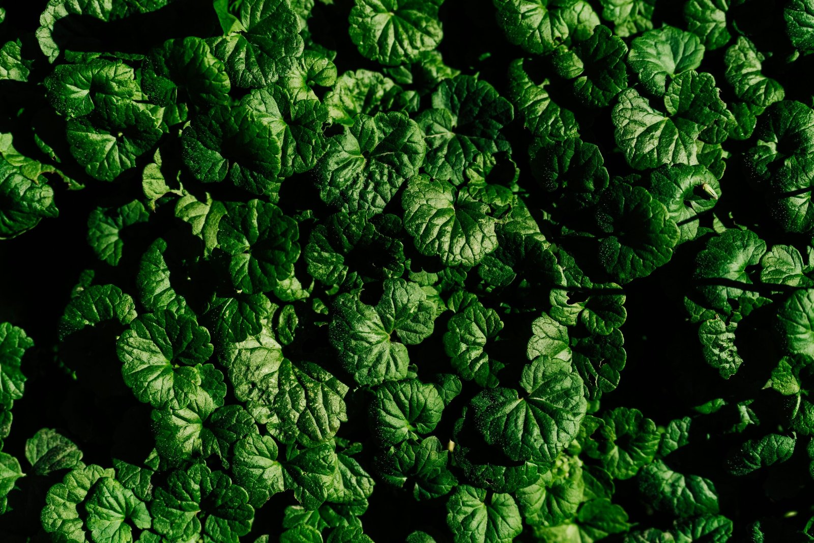 a close up of a bunch of green leaves