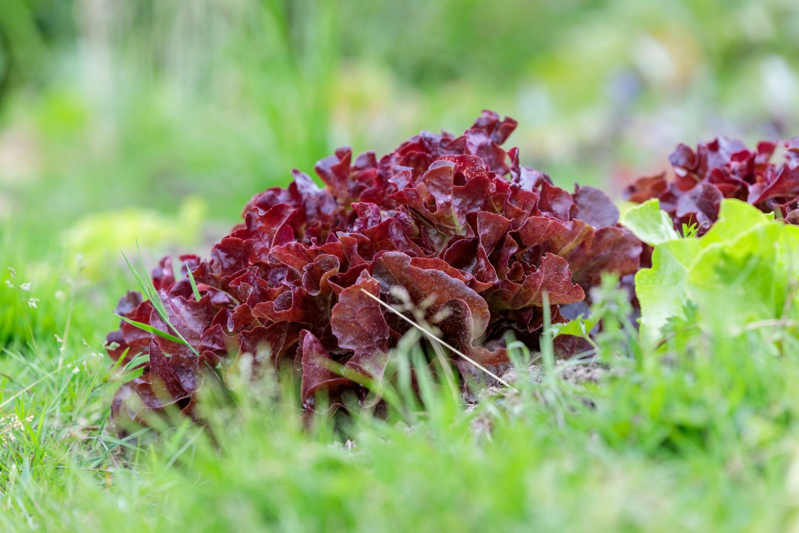 a group of lettuce growing in the grass