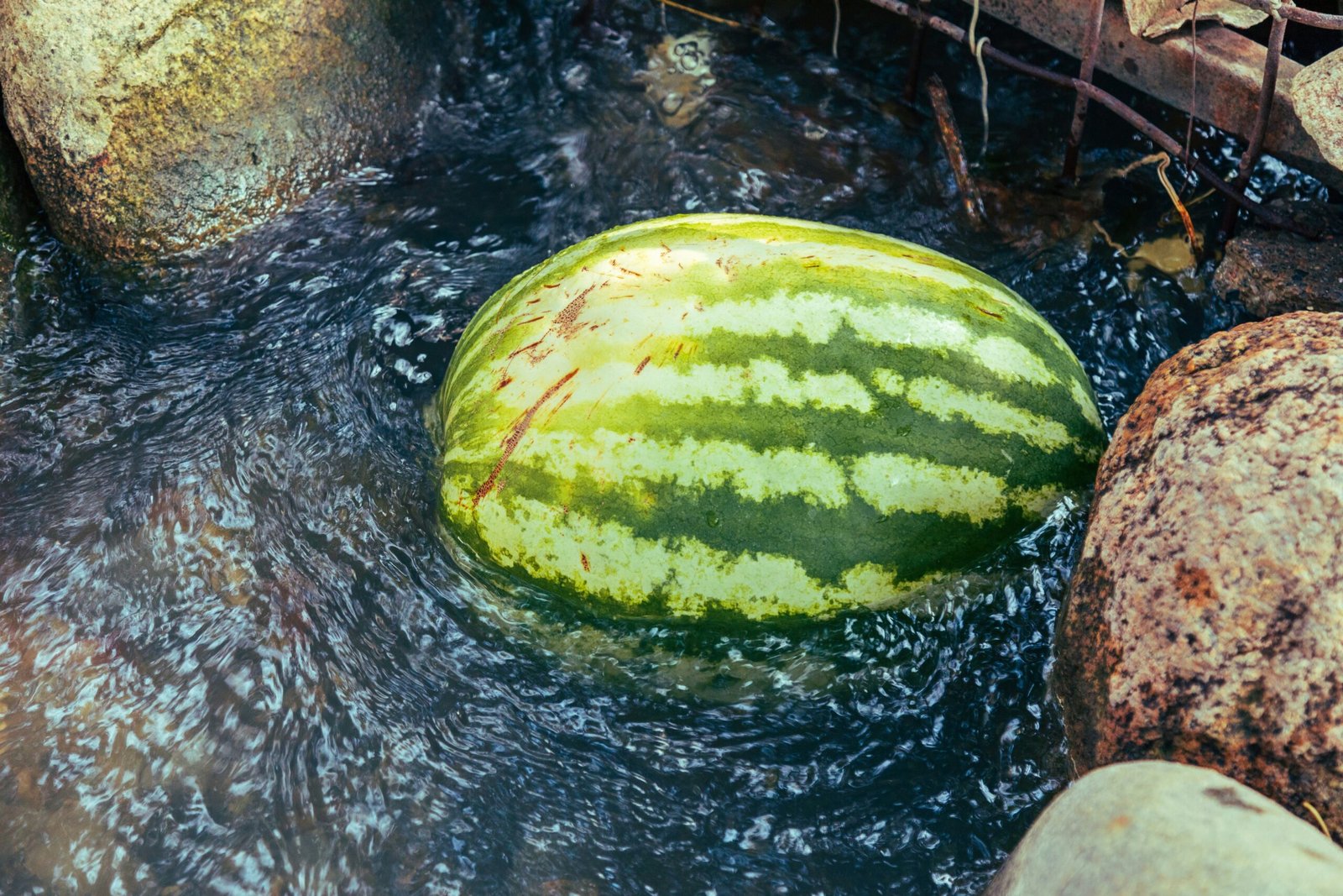 a large watermelon sitting in a stream of water